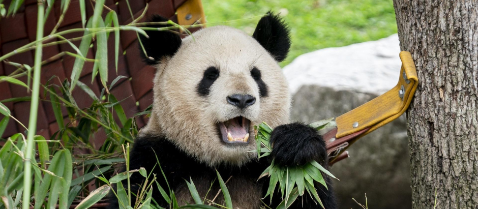 Un panda durante un acto institucional sobre el programa de conservación del panda gigante, en el Zoo Aquarium de Madrid, a 22 de febrero de 2024, en Madrid (España). El ministro de Asuntos Exteriores chino anunció el pasado 19 de febrero el regreso de la pareja de pandas del Zoo, Hua Zui Ba y Bing Xing, a su país. Los ejemplares, que llegaron cedidos a España en 2007 y cumplen 21 y 23 años respectivamente, volverán a la reserva natural de Sichuan para jubilarse. Sin embargo, el ministro se comprometió al envío de dos pandas más jóvenes a España cuando sea posible.
22 FEBRERO 2024;ZOO;PANDA;ANIMALES;FAUNA;ZOOLÓGICO;
A. Pérez Meca / Europa Press
22/2/2024