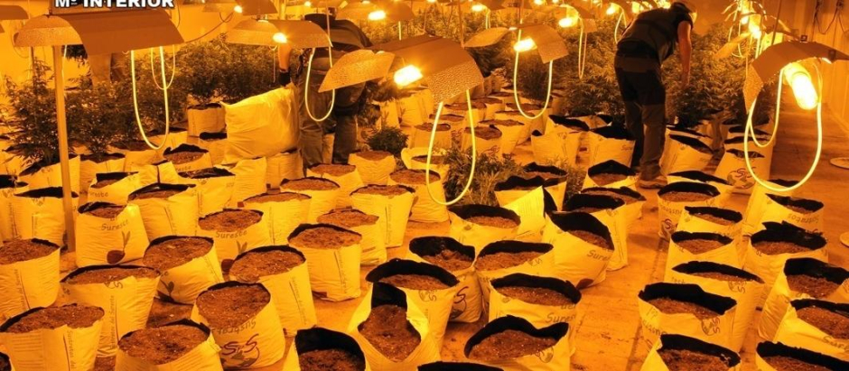 Plantación de 400 plantas de marihuana en una nave industrial de Albudeite
