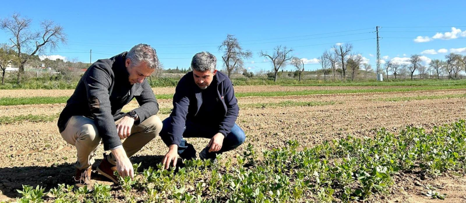 El consejero de Medio Ambiente, Carlos Novillo, visitando los nuevos cultivos de Madrid