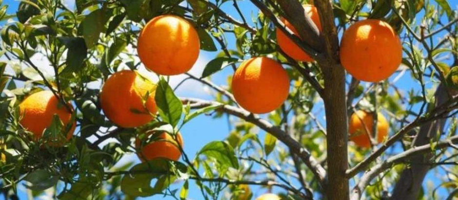 Naranjos en Palma del Río