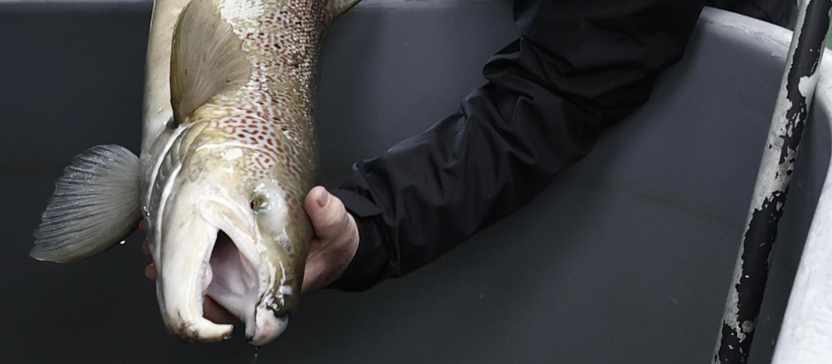El responsable de la piscifactoría de Oronoz-Mugaire muestra un ejemplar de salmón macho