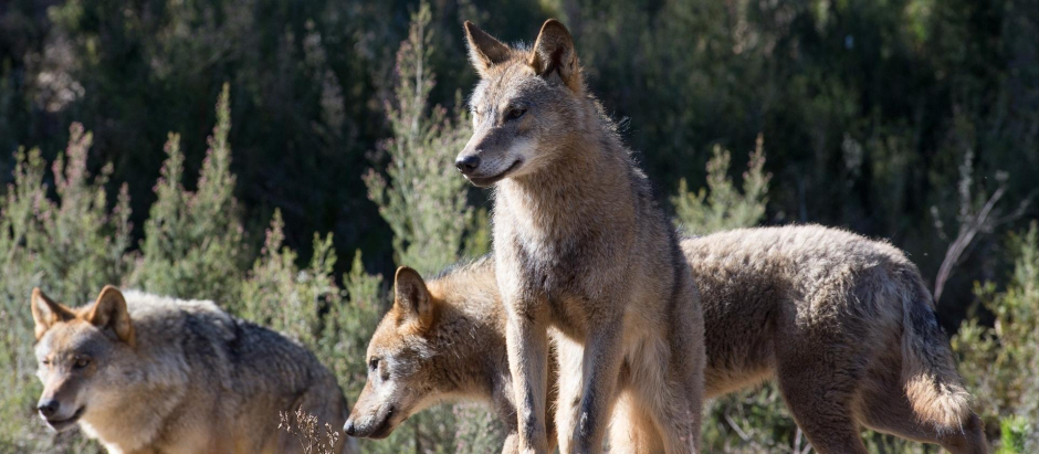 Varios lobos ibéricos del Centro del Lobo Ibérico en localidad de Robledo de Sanabria, en Zamora