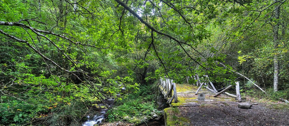 Bosque de Muniellos, en Asturias