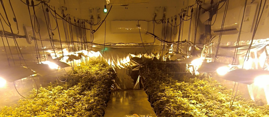 La Guardia Civil intervino un total de 236 plantas de marihuana