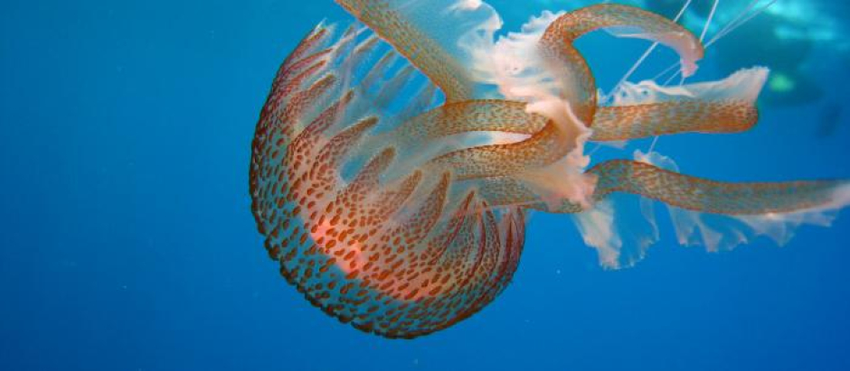 La presencia de medusas es habitual en la costa andaluza