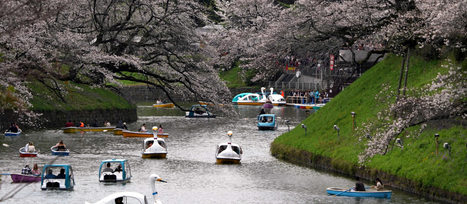 La gente usa barcos en Chidorigafuchi, uno de los fosos que rodean el Palacio Imperial