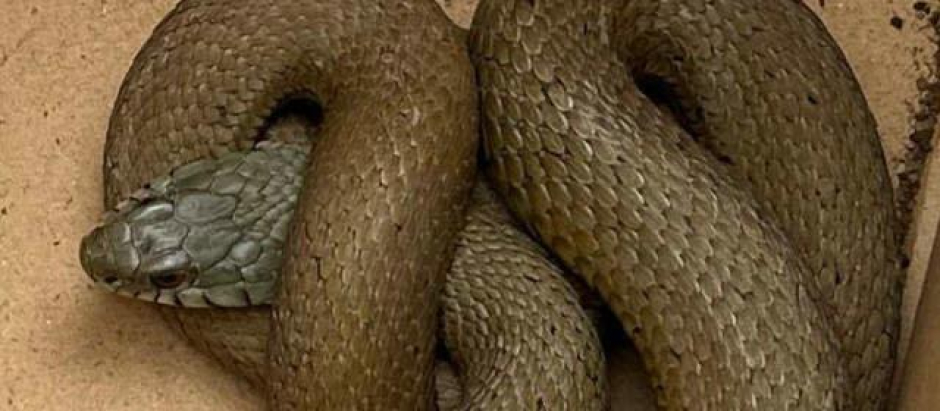 Serpiente encontrada en Mondoñedo