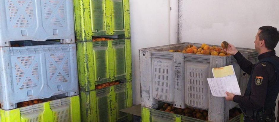 La Policía de la Generalitat activa la “Operación Horta” para frenar el aumento de robos y venta ilegal de productos hortofrutícolas del campo ...