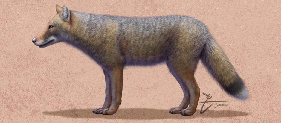 Dusicyon avus, la especie extinta de zorro cuyos restos se han encontrado en un cementerio de la Patagonia argentina