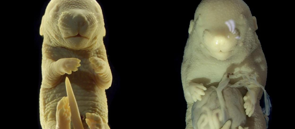 Un embrión de ratón típico (i.) y un embrión en el que el gen Tgfbr1 se desactivó a mitad del desarrollo (d.)