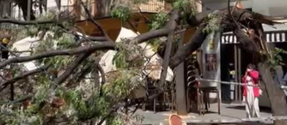 Imagen del árbol caído en el centro de Valencia