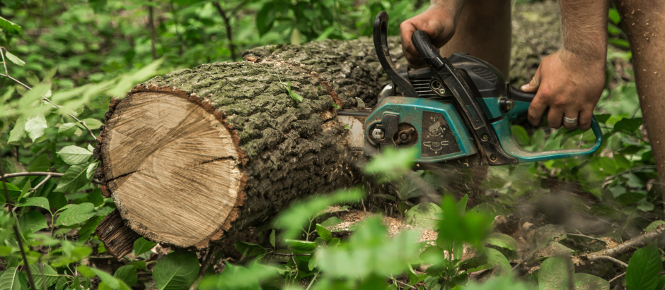 Un hombre talando un tronco