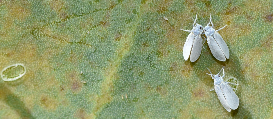 Ejemplares de moscas blancas en una hoja de un cítrico