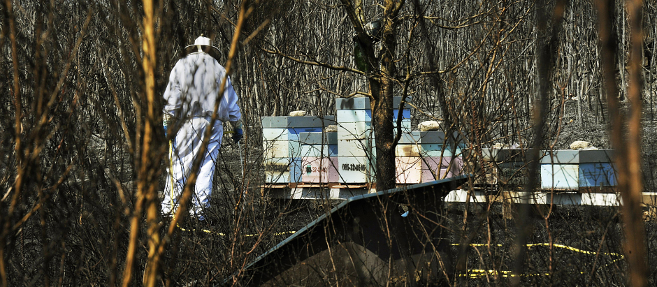 Un apicultor revisa y riega sus colmenas