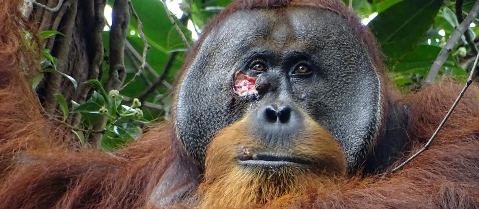 El orangután Rakus, con la herida en su mejilla que se trató con una planta medicinal