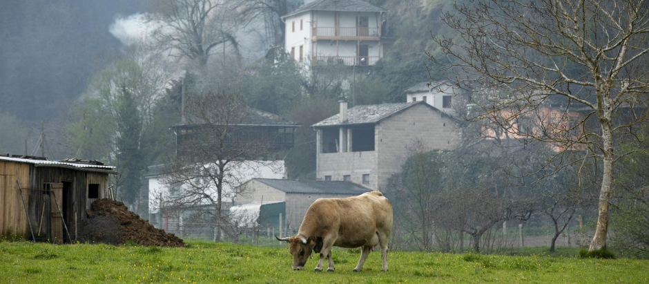 Un toro pasta en la zona de vegetación donde ocurre un incendio del concejo de Tineo, en Asturias