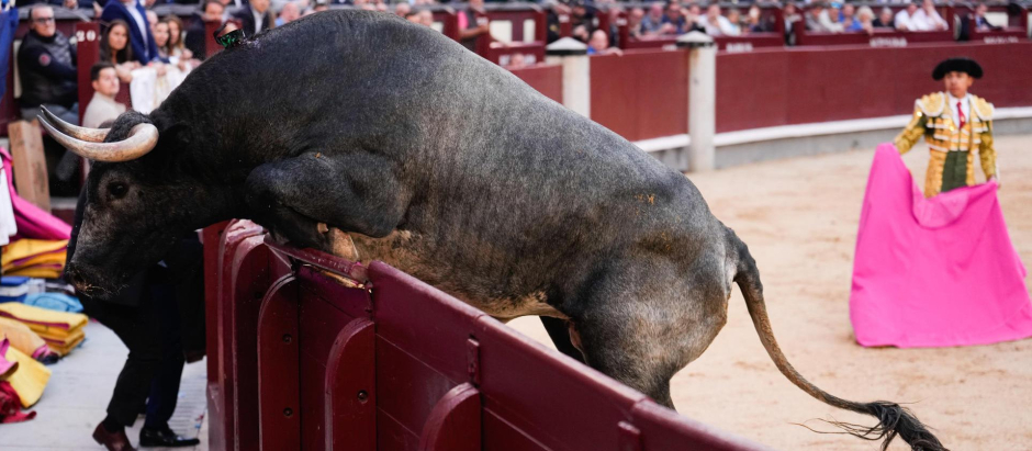 Imagen del quinto toro de la tarde, que ha saltado al callejón de Las Ventas