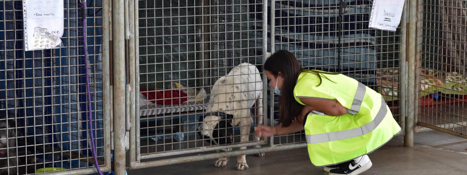 Una joven voluntaria acaricia a un perro rescatado de la zona afectada por la erupción del volcán de Cumbre Vieja