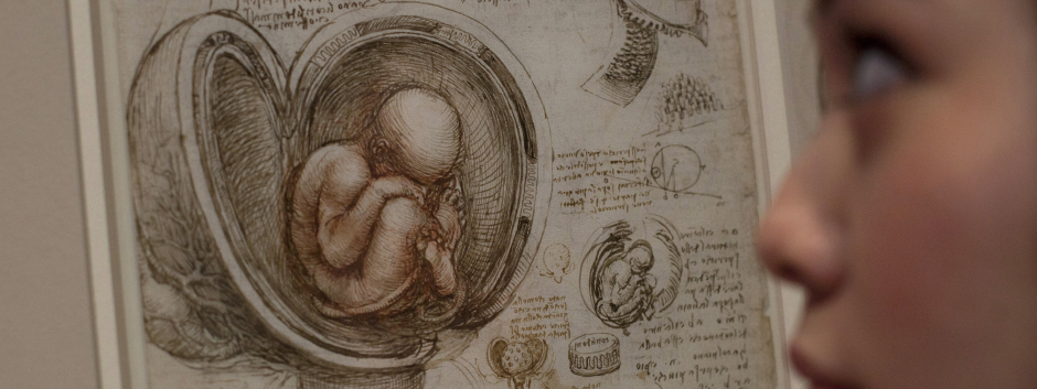 Dibujo a tinta de Leonardo da Vinci titulado Estudios del feto en el útero