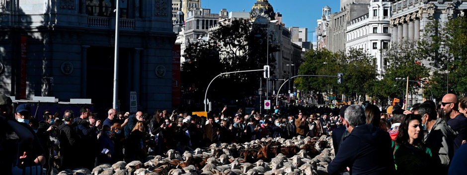 Fiesta de la Trashumancia por las calles de Madrid
