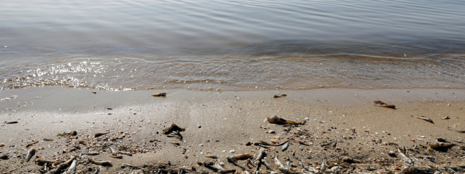 Peces muertos cerca de la playa de Cala del Pino, en el Mar Menor