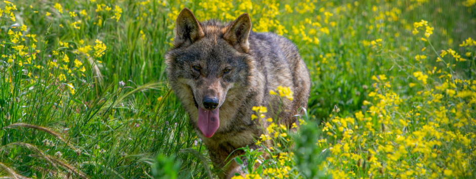 La población de lobo de la Península Ibérica fue descrita por Ángel Cabrera en 1907 como Canis lupus signatus