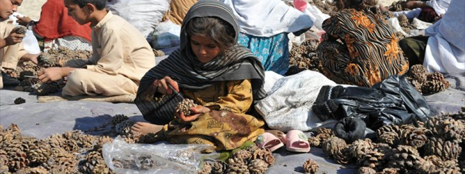 Niñas afganas preparan los piñones para su exportación, foto de archivo