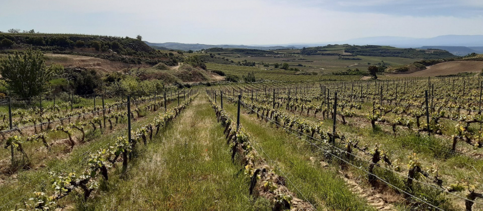 El PNV pretende crear una denominación de Origen de la Rioja Alavesa