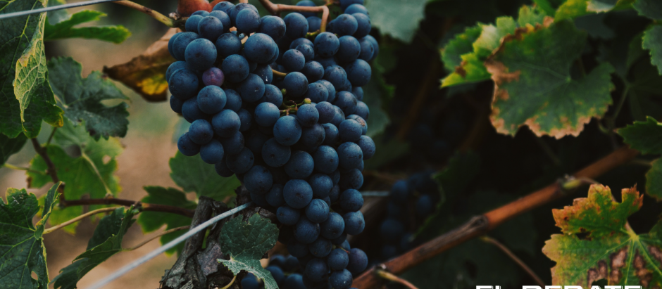 Viñedo vino La Rioja denominación de origen