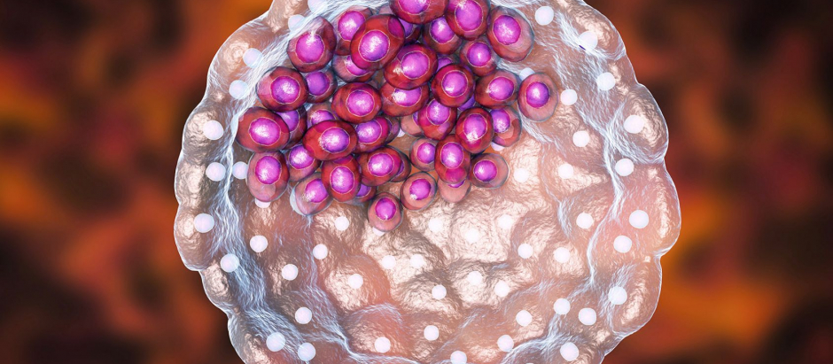 Imagen digital de un blastocito