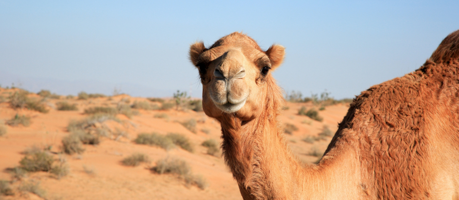 El festival de belleza de camellos tiene lugar en Arabia Saudí