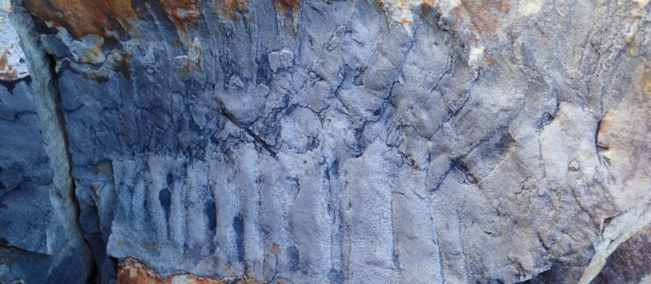 Fósil del Arthropleura descubierto en 2018