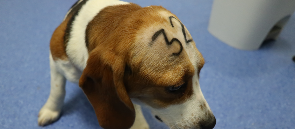 Cachorro de beagle utilizado para la experimentación