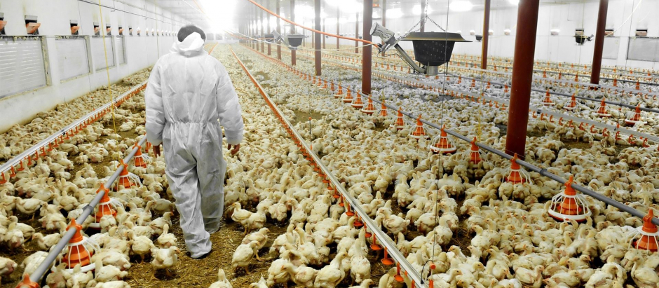 El Ministerio de Agricultura francés estima que la prohibición supondrá para los ganaderos unos costes de entre 59 y 69 céntimos por cada 100 huevos
