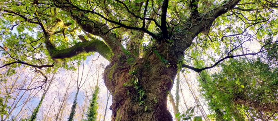 El roble Carballo del Bosque del Banquete de Conxo que compite por ser el mejor árbol del año
