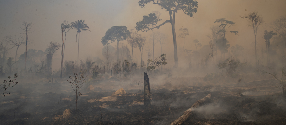 La masa forestal del Amazonas juega un papel crucial en la regulación del clima del planeta.