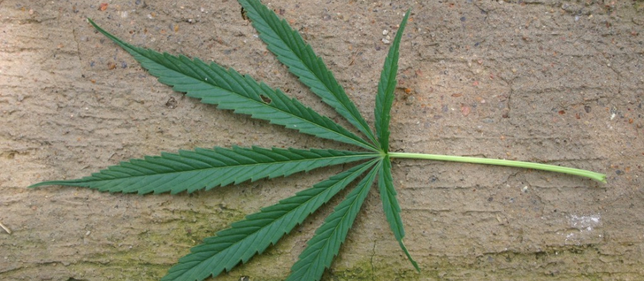 Hoja de la planta del cannabis de la que se extrae la marihuana