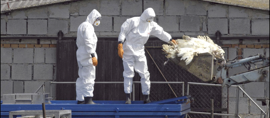 La influenza aviar se ha colado en las explotaciones de gallinas y pavos de España