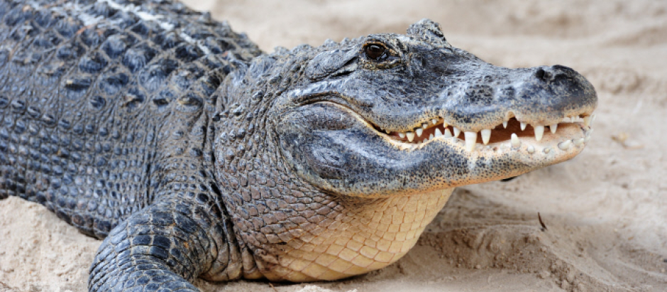 La investigación se basa en el estudio de las huellas fósiles de cocodrilo conocidas con el nombre científico de Crocodylopodu