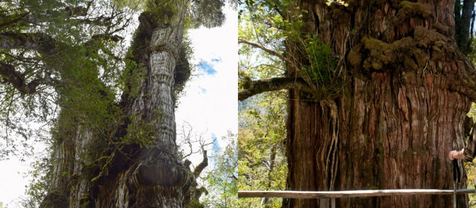 El Alerce milenario o 'Gran Abuelo', nuevo candidato a árbol más antiguo del mundo
