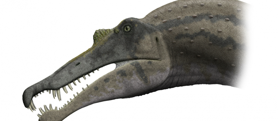 Reconstrucción de la cabeza de un espinosaurio