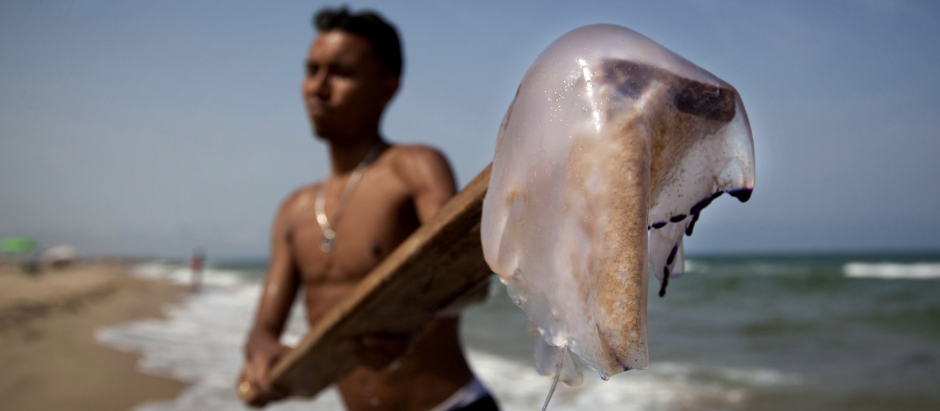 Un bañista cogiendo una medusa en una playa de Valencia