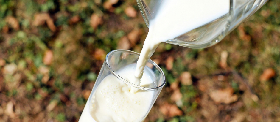 La leche y los productos lácteos se recomiendan en adultos para controlar la diabetes tipo 2