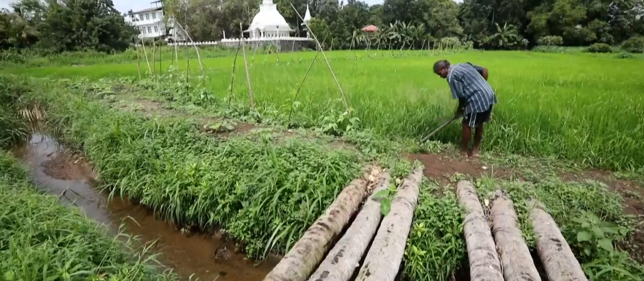 Agricultores en Sri Lanka