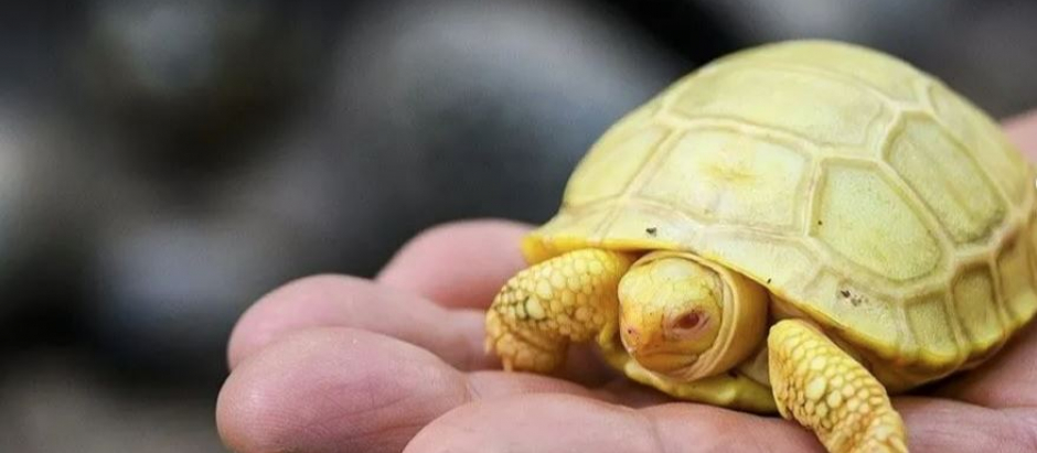 Este ejemplar de tortuga es albino, totalmente blancao, salvo sus ojos que son rojos.