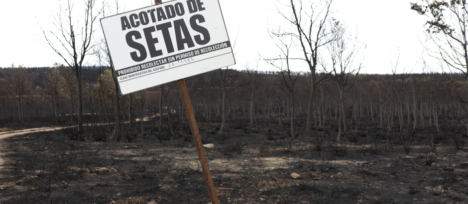 Vista de la zona afectada por el incendio forestal declarado en la Sierra de la Culebra, en la provincia de Zamora, que ha calcinado 30.800 hectáreas