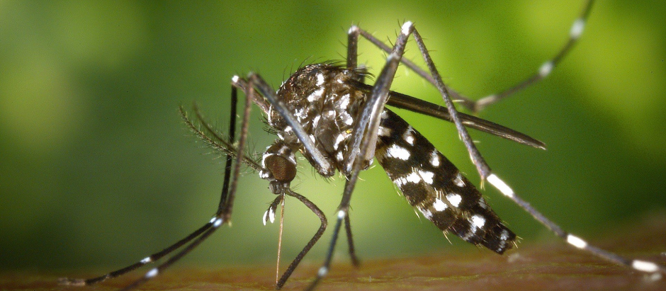 El mosquito tigre está presente en España