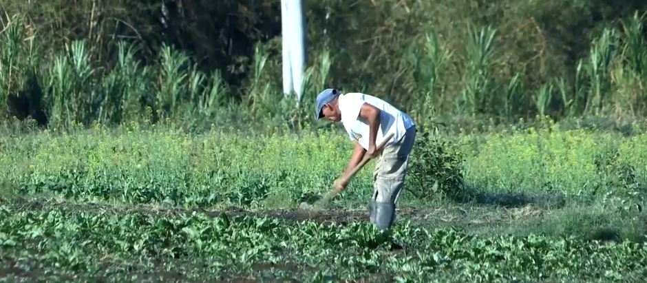 Agricultor latinoamericano