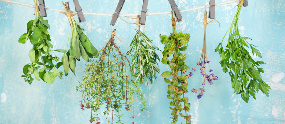 Las plantas en los hogares o solo funcionan como decoración