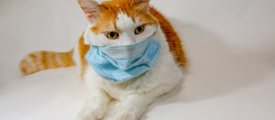 Confirmado el primer caso de COVID-19 contagiado de un gato a un humano